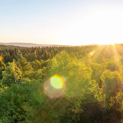 Trees with a hopeful sunrise